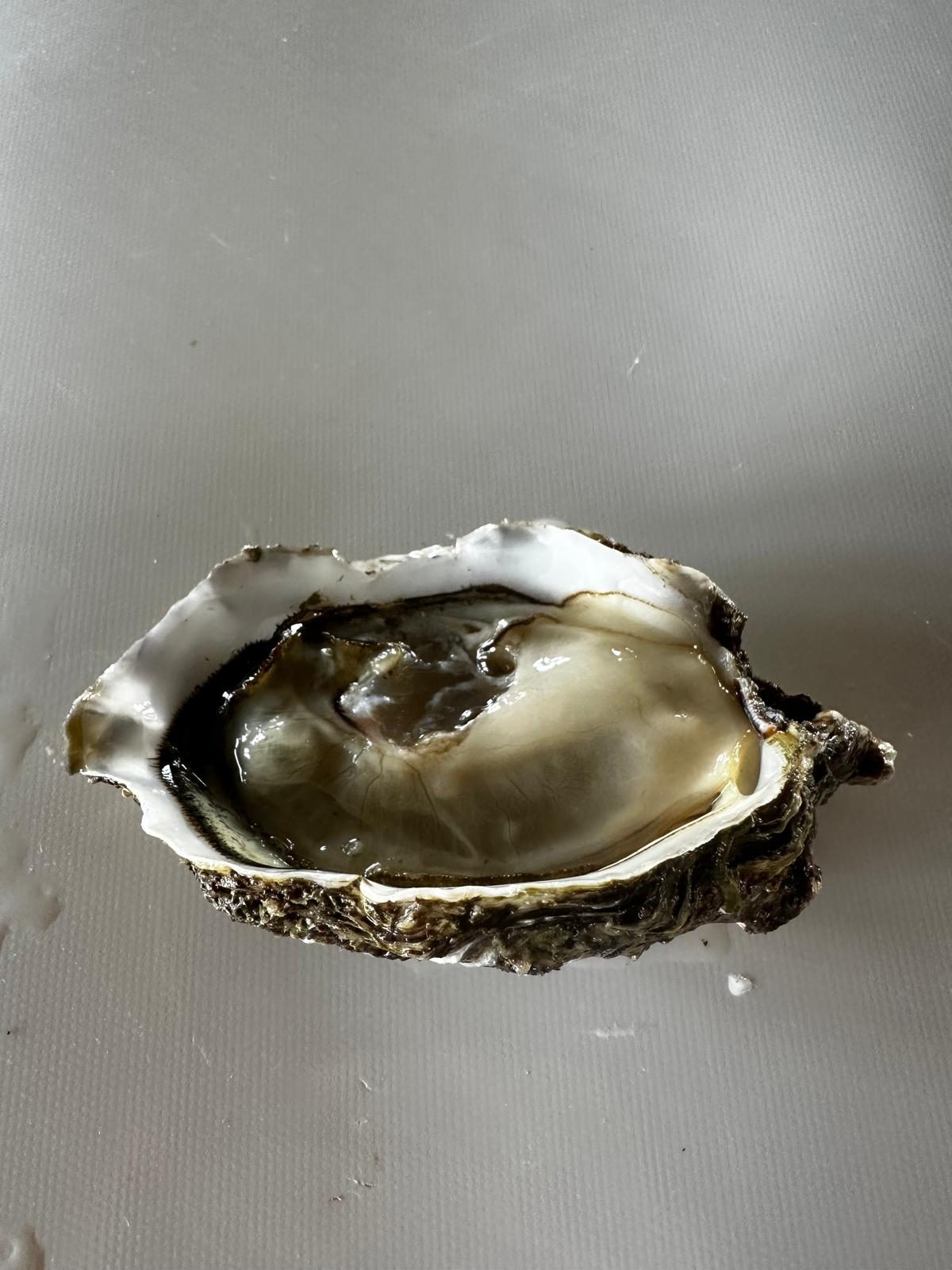 Ostras Promar Clásica