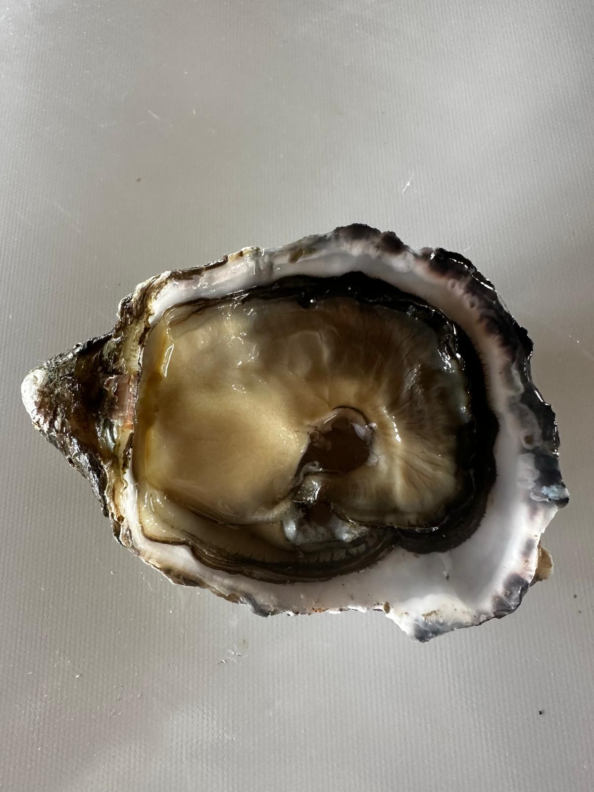 Ostras Promar Premium